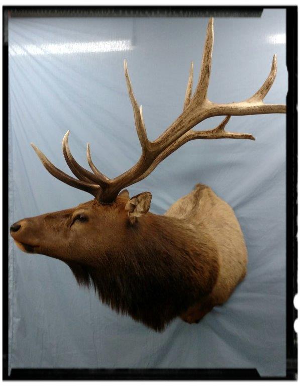 Left profile shot of an Elk Taxidermy available for sale