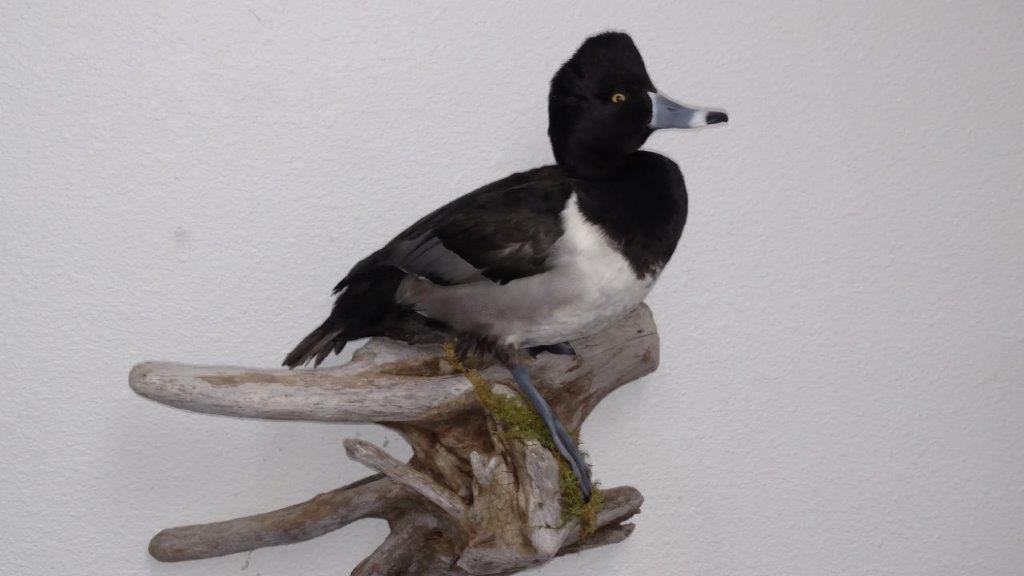 Side right view of waterfowl taxidermy on display