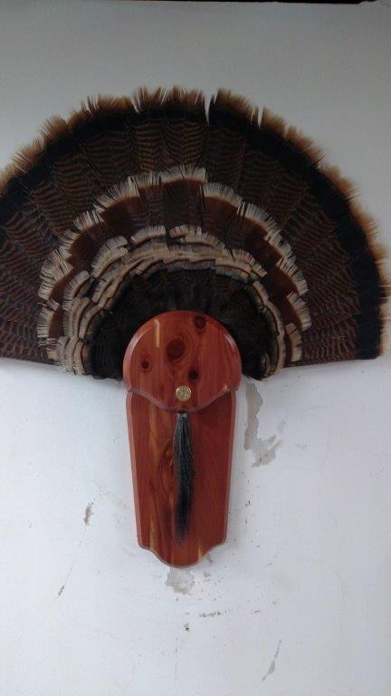 The front view of turkey taxidermy available for sale