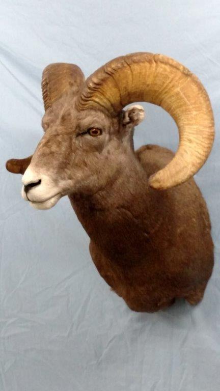 Front left view of a beautiful brown goat taxidermy