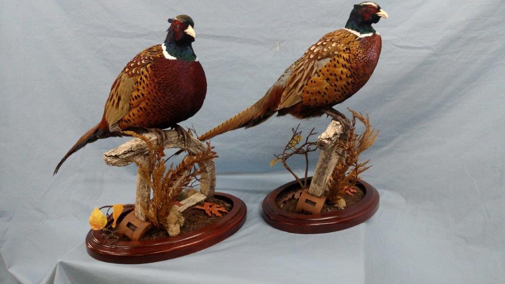 Two beautifully designed bird taxidermy on display