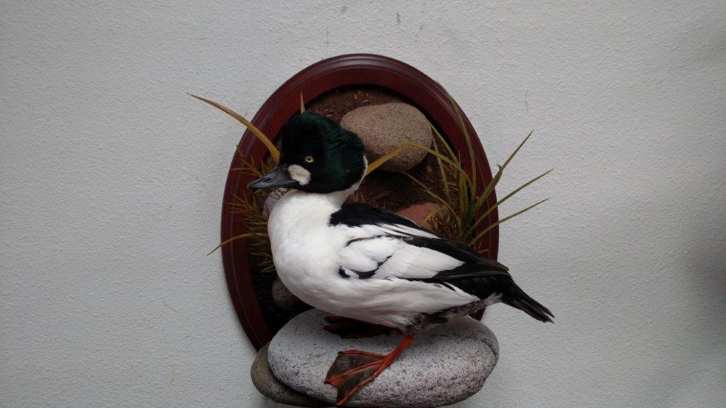 Beautiful waterfowl taxidermy at the gallery