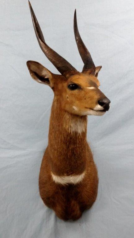Front look of deer taxidermy available for sale