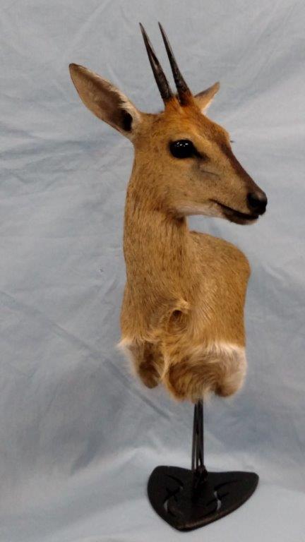 Beautiful deer taxidermy is available for sale