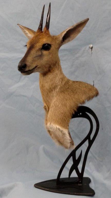 Front right look of deer taxidermy available for sale