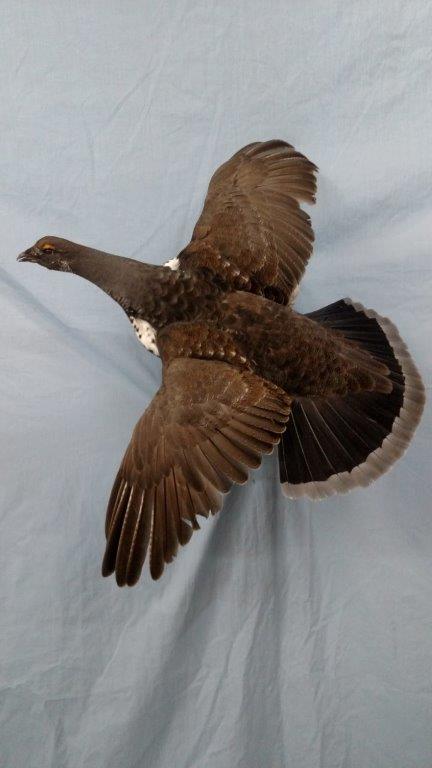 A flying bird taxidermy available at the gallery