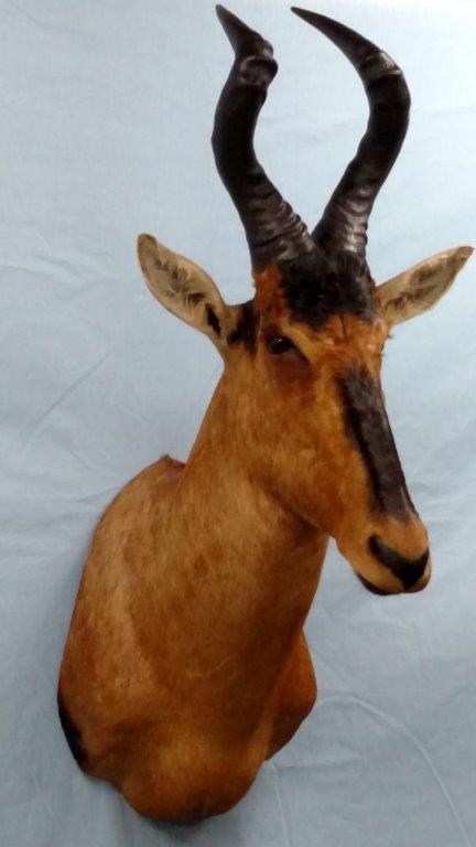 A majestic looking deer taxidermy is available for sale