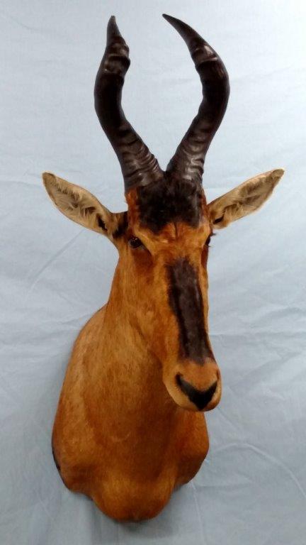 Beautiful antelope taxidermy available for sale