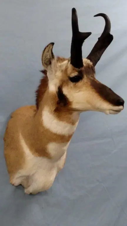Side view of the antelope head on the table