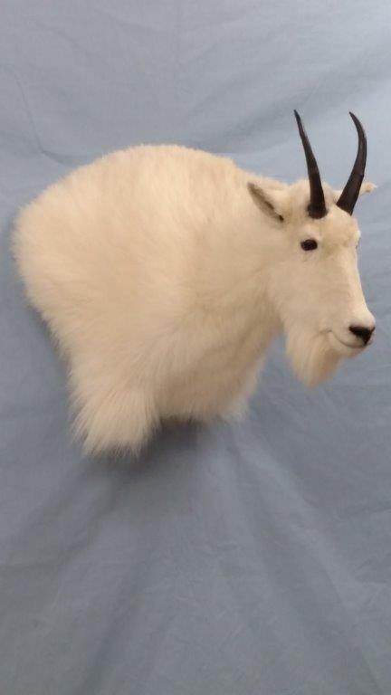 Side view of a beautiful white goat taxidermy