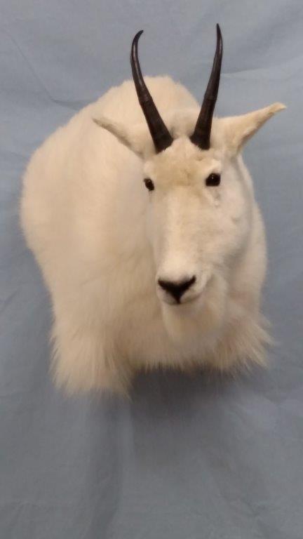 Front view of a beautiful white goat taxidermy