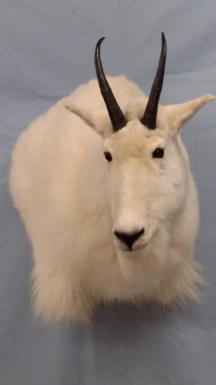 Close shot of white goat taxidermy available for sale