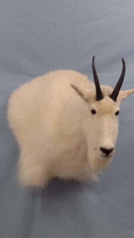 Front left view of white goat taxidermy available for sale