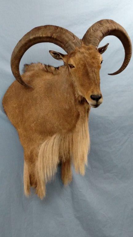 Front side view of a beautiful brown goat taxidermy