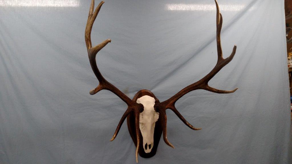 Front view of Elk Taxidermy available for sale