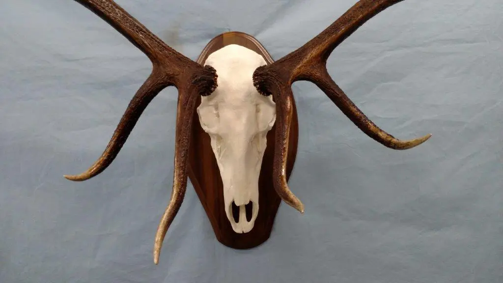 The front profile of Elk Taxidermy available for sale