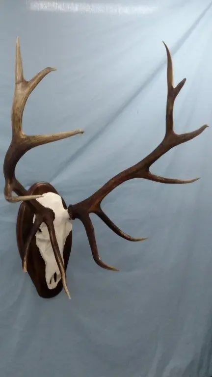Front side view of Elk Taxidermy available for sale