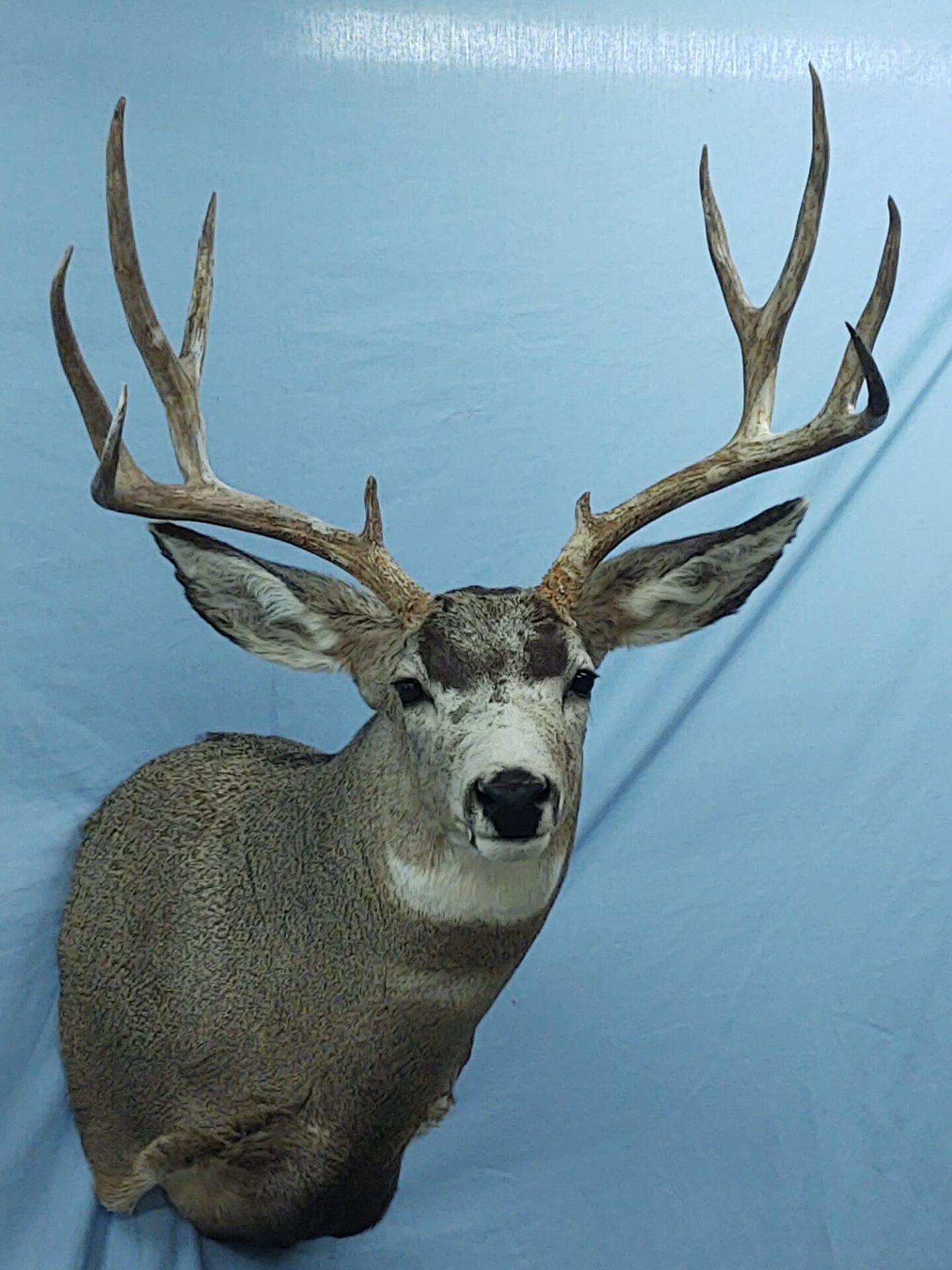The front look of a regal deer taxidermy at the gallery