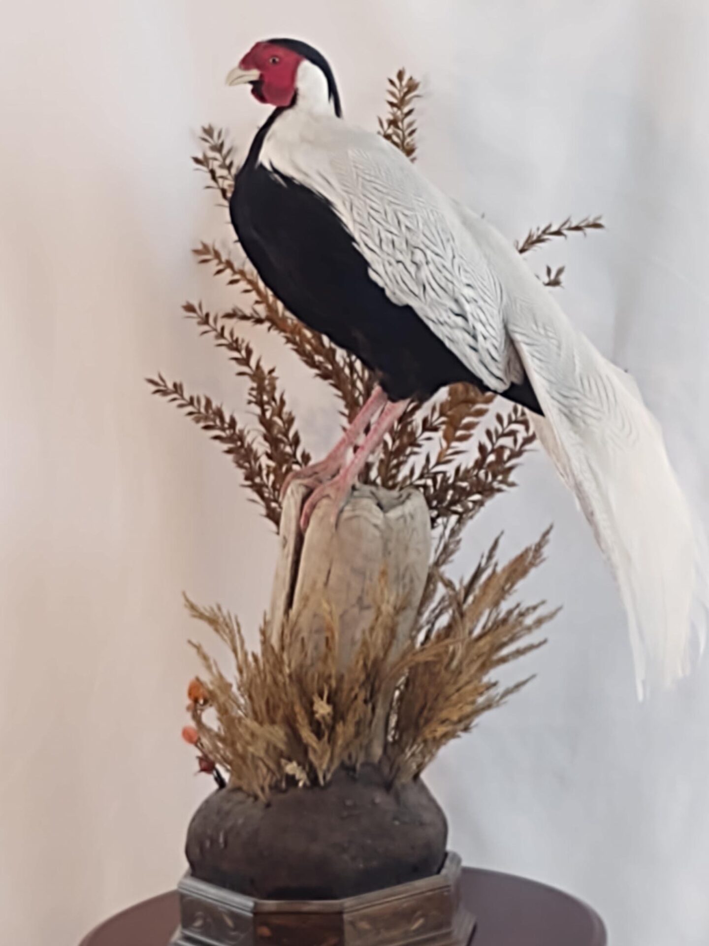 A long tailed bird taxidermy is put on display