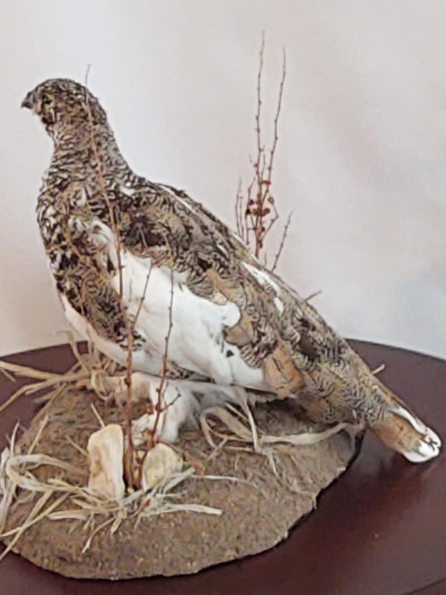 Detailed designs in all bird taxidermy available for sale