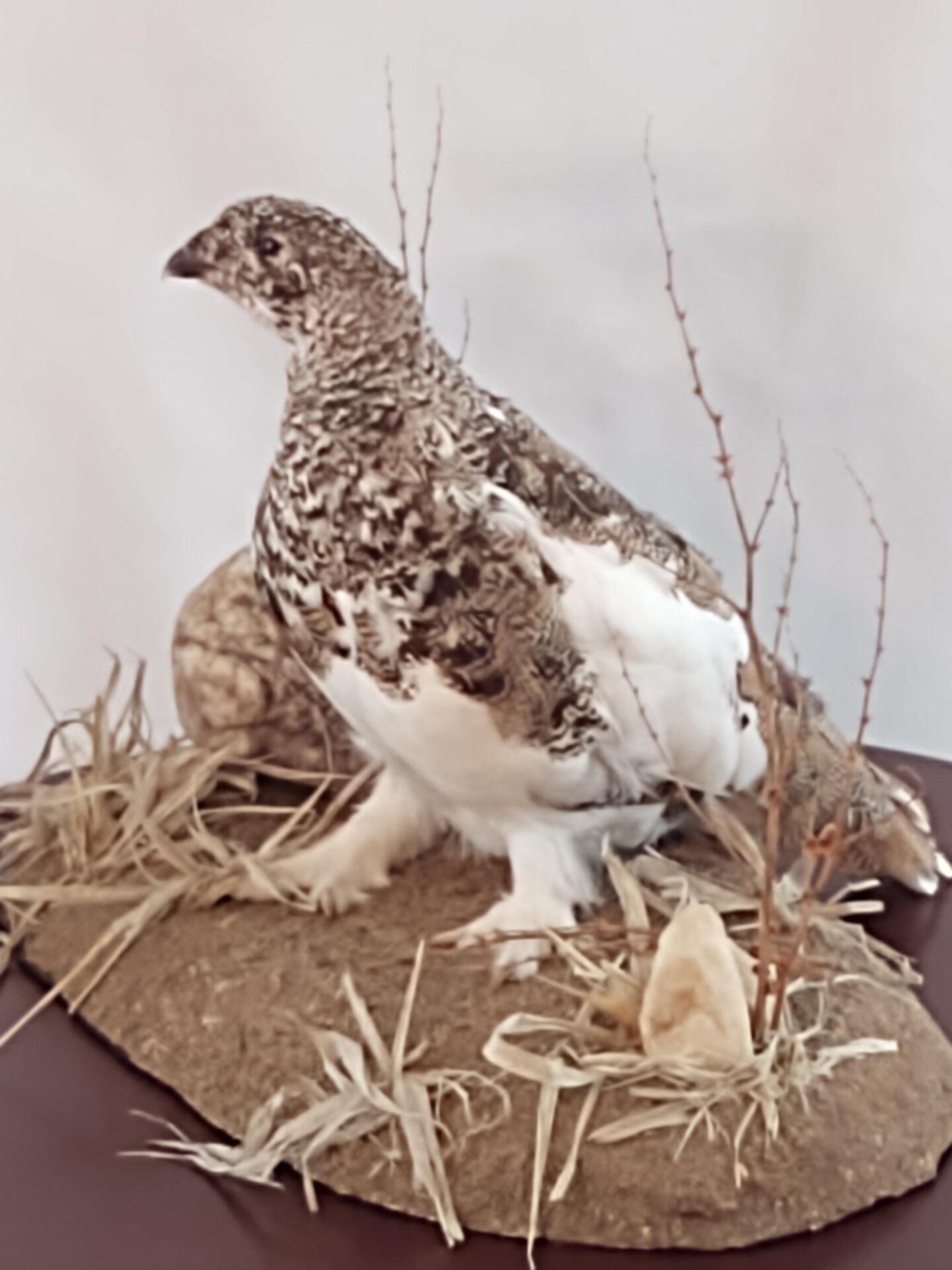 Beautifully designed bird taxidermy available for sale
