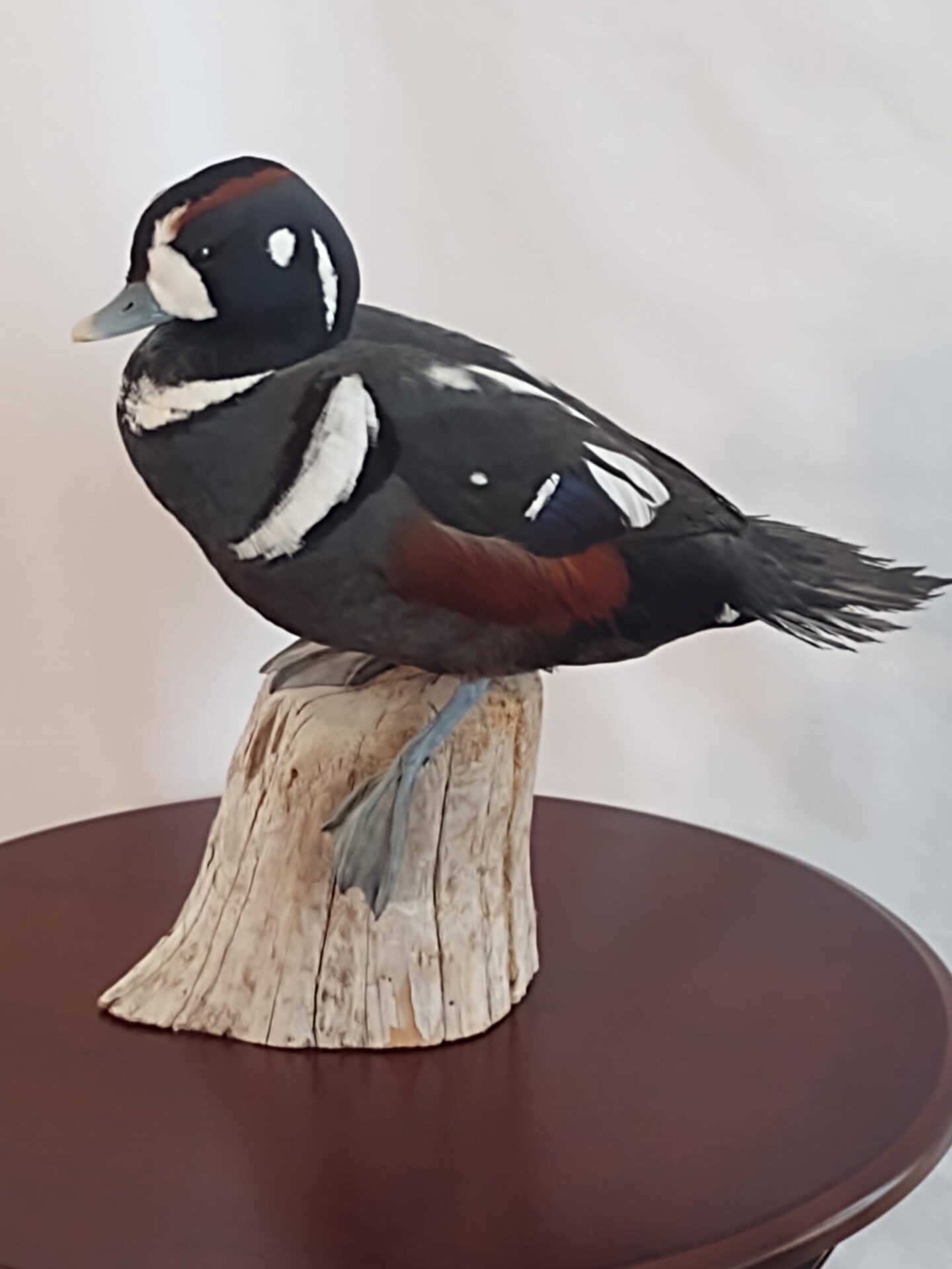 A beautiful black waterfowl taxidermy available for sale