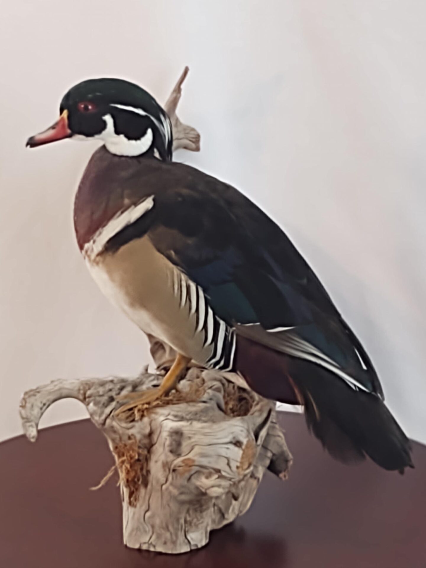 Side profile of waterfowl taxidermy on display