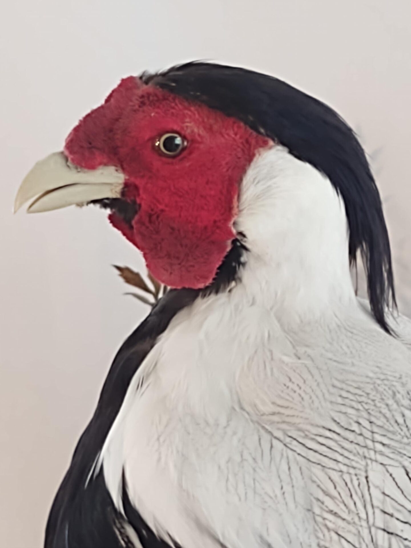 Red face of bird taxidermy available for sale