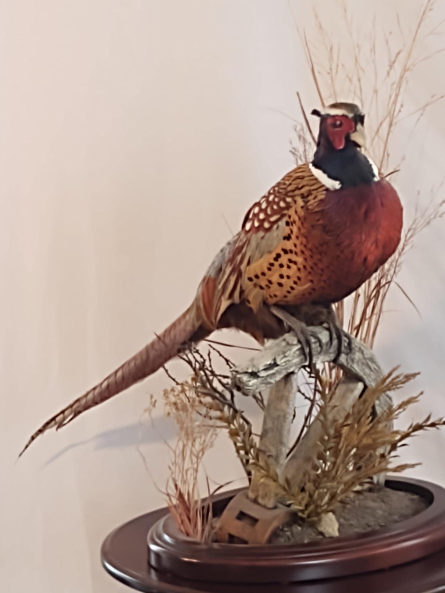 Natural looking bird taxidermy available for sale