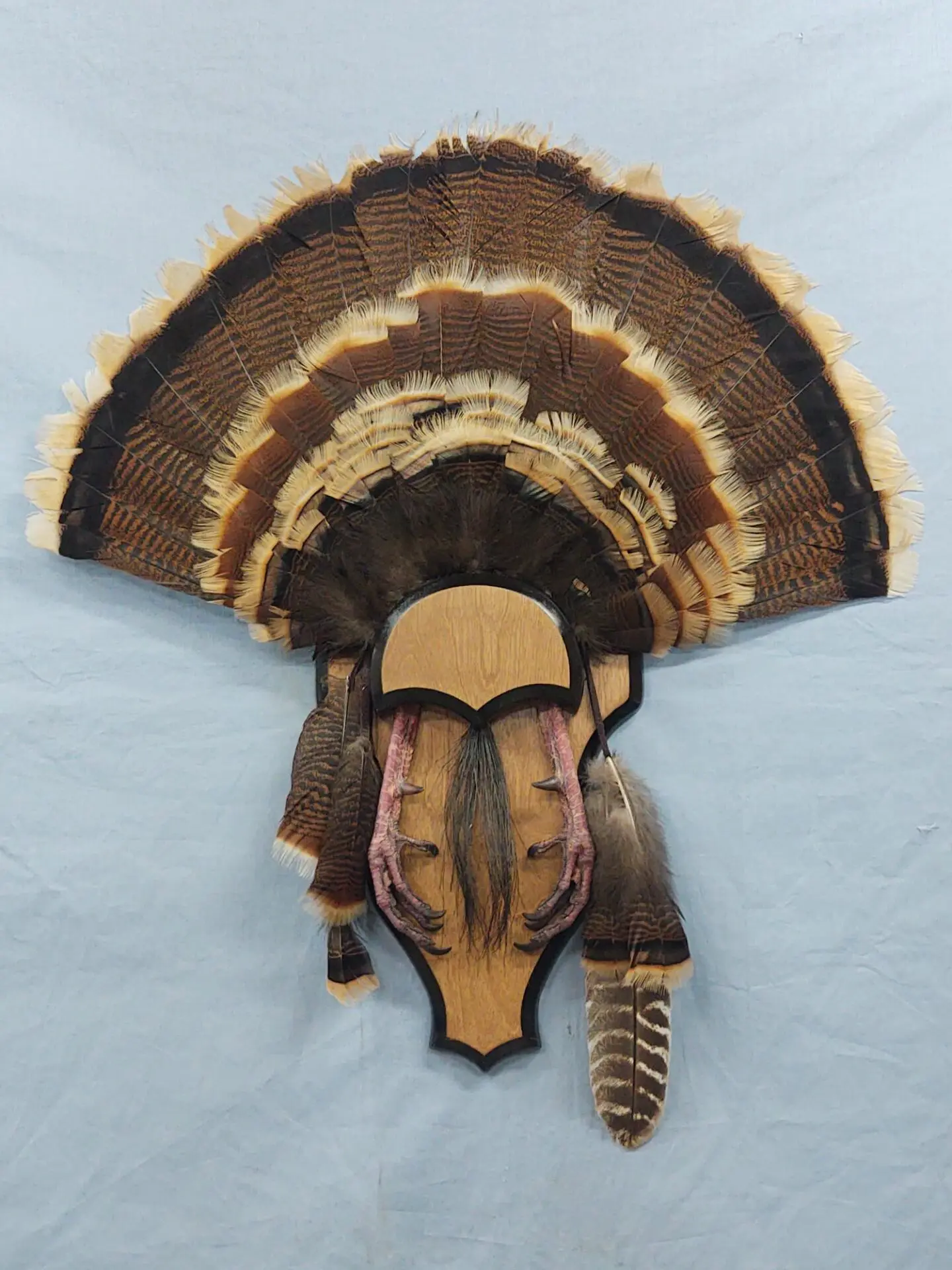 Lovely range of turkey taxidermy available for sale