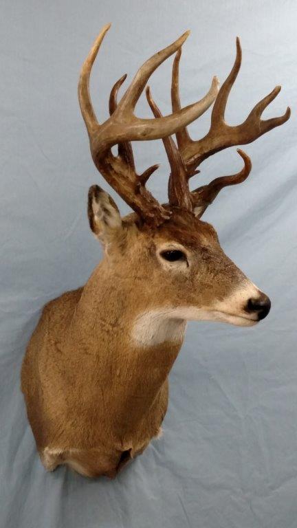 Left profile of deer taxidermy available for sale