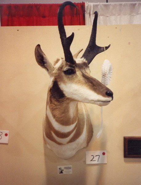 Front view of antelope taxidermy available for sale