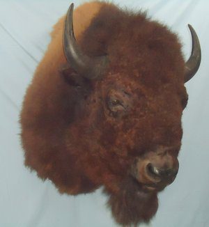 Bison taxidermy is available for sale at the gallery