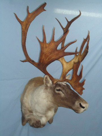 This beautiful caribou taxidermy is available for sale