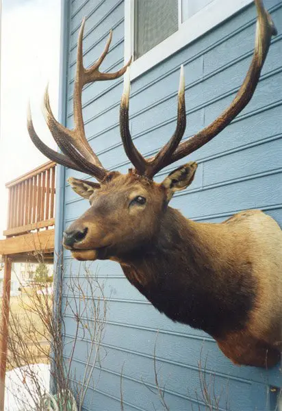 Elk Taxidermy adorns the outer wall at Anderson Taxidermy
