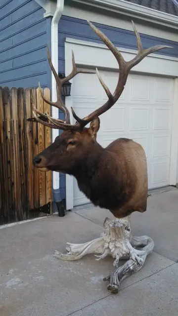 An Elk Taxidermy standing erect on the floor