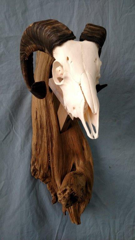 This white goat skeleton is available for sale