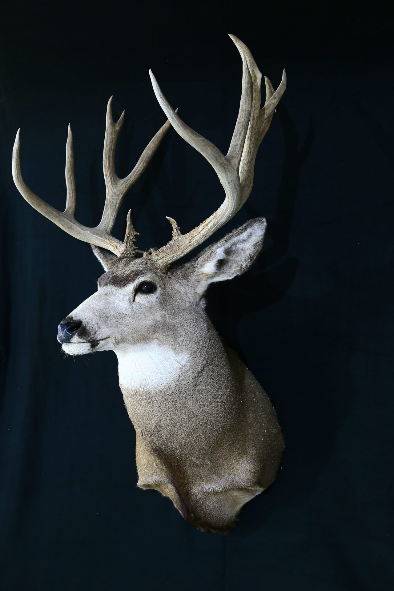 Majestic look of deer taxidermy mounted on a wall