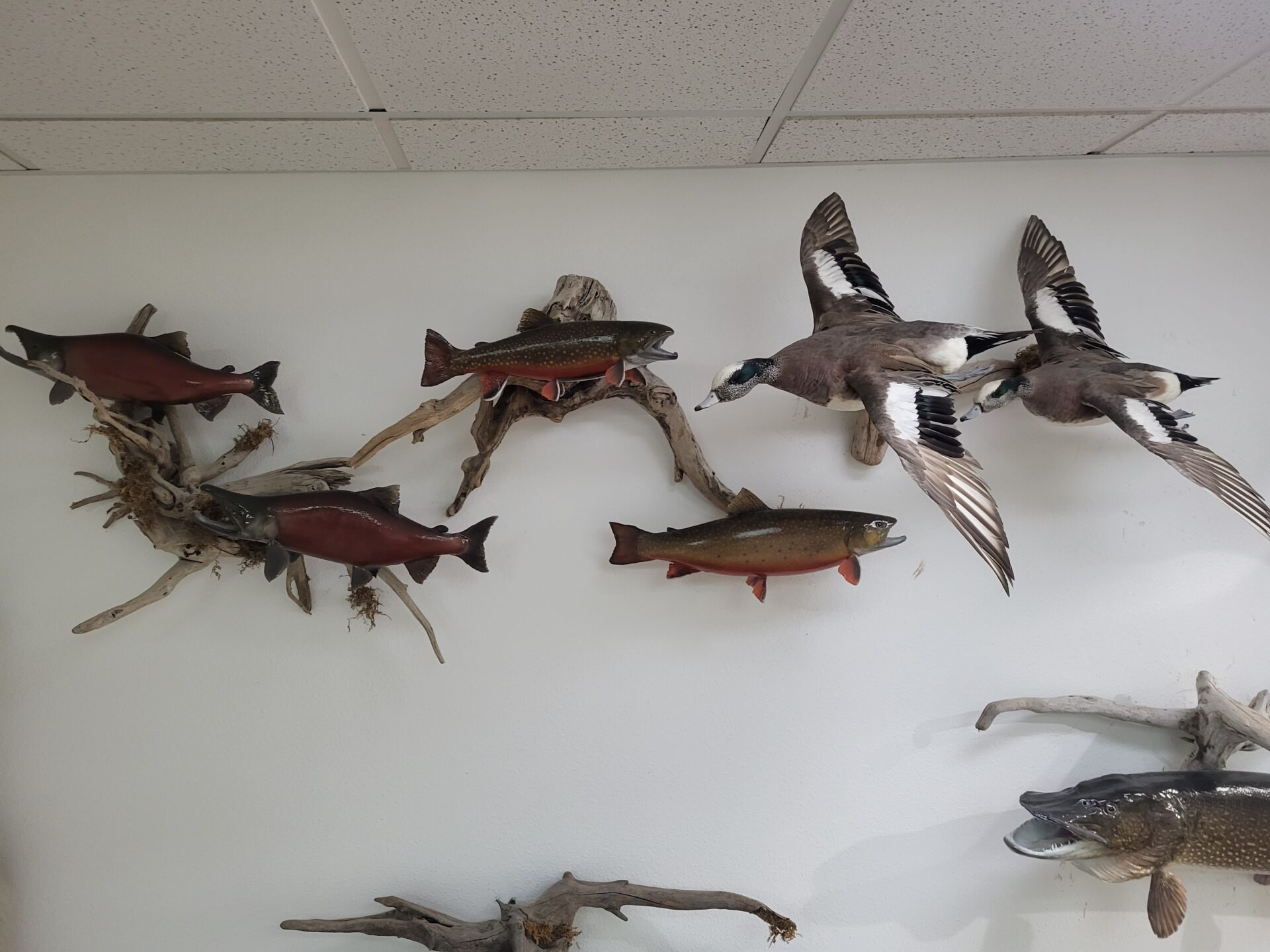 Fish taxidermy adorns the gallery along with bird taxidermy