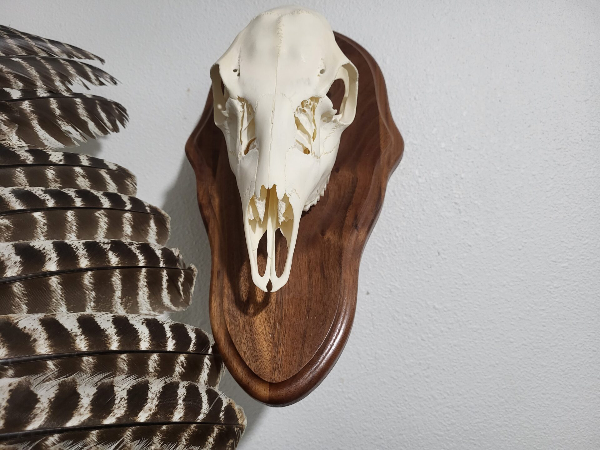 Animal skeletons are also available for sale