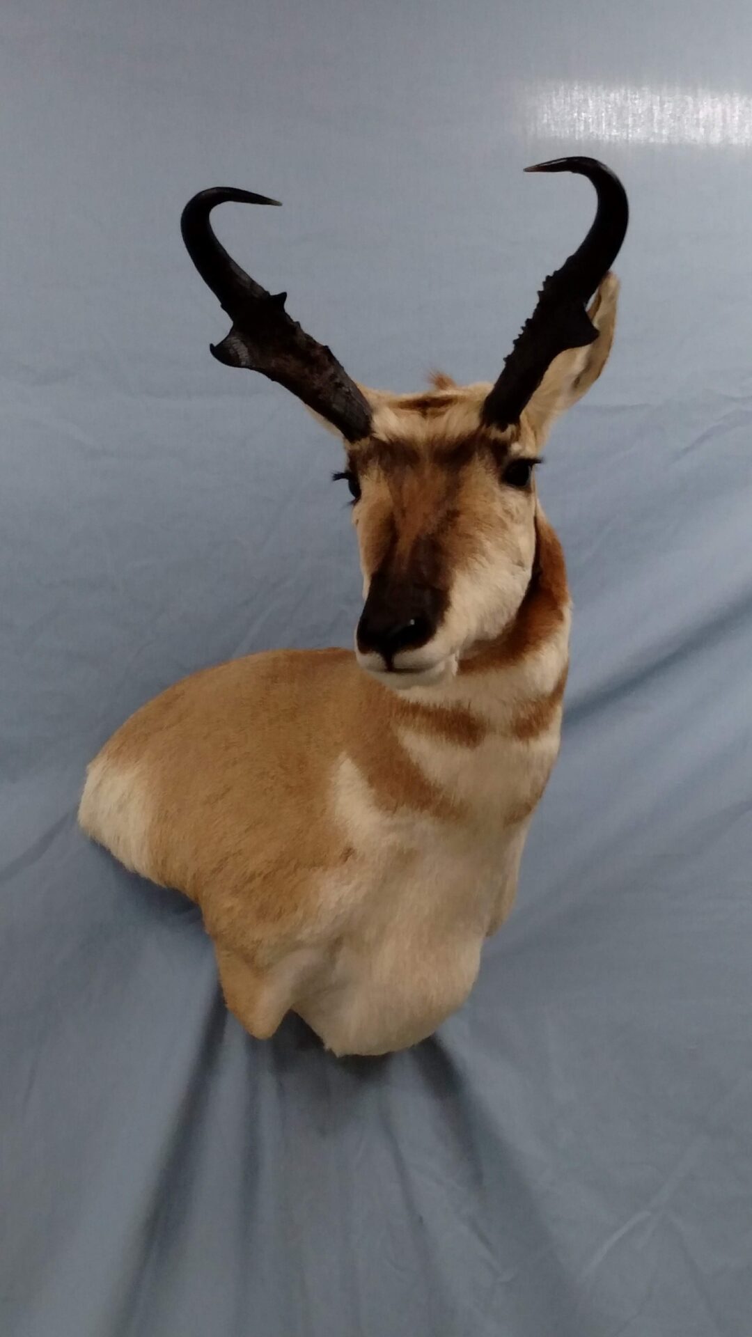 The antelope taxidermy have a life like presence in your walls