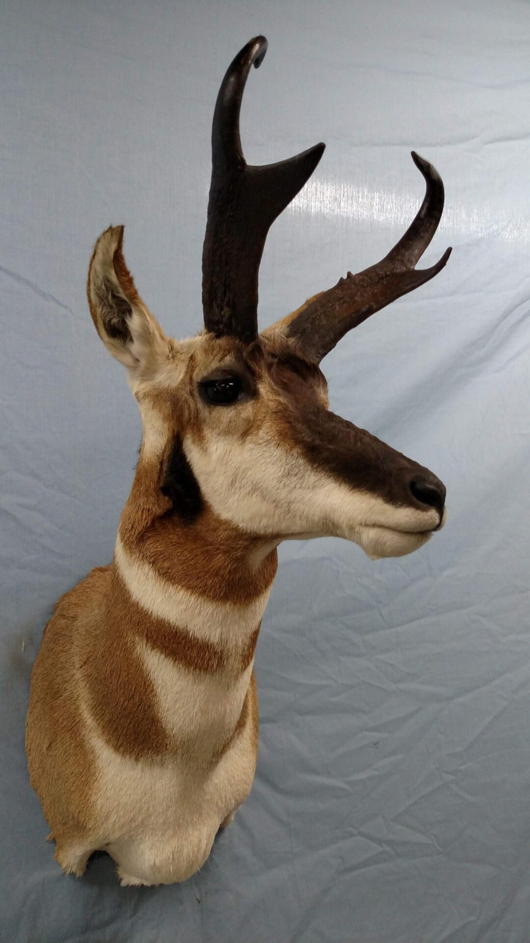 Wall hanging Antelope Taxidermy created by Keith Anderson