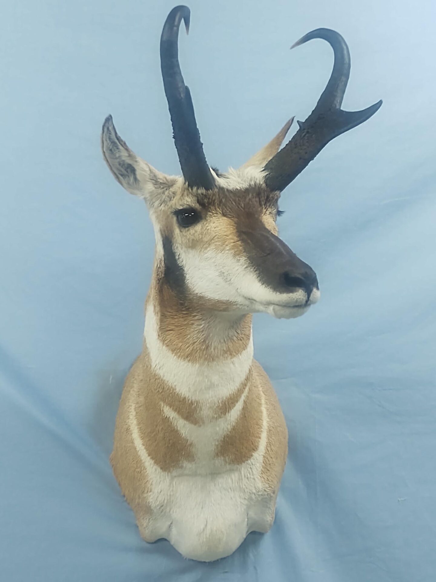 Full view of an Antelope Taxidermy by Keith Anderson