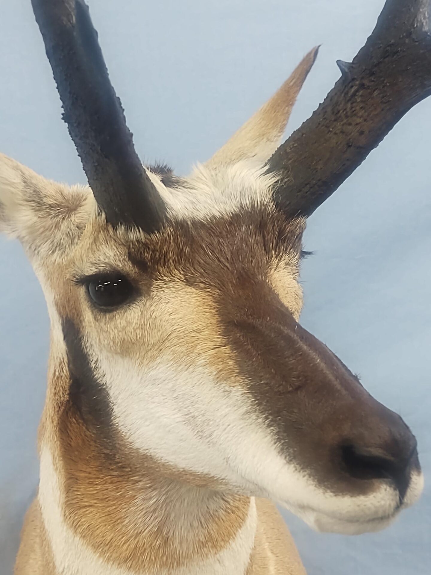 Close face shot of an Antelope Taxidermy by Keith Anderson