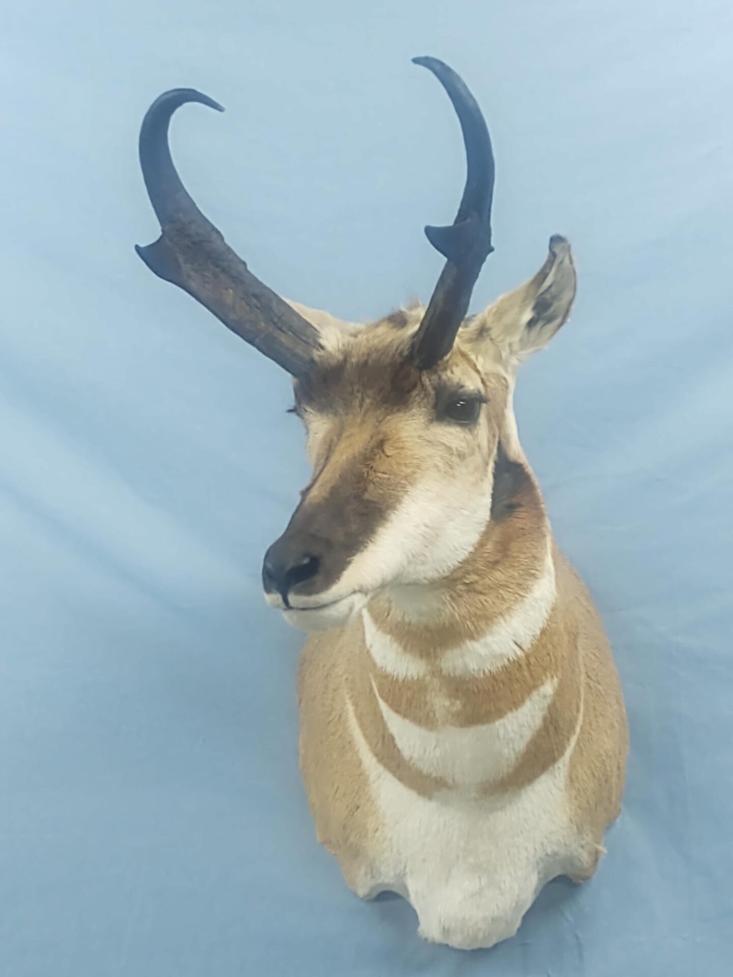 Beautiful Antelope Taxidermy created by Keith Anderson