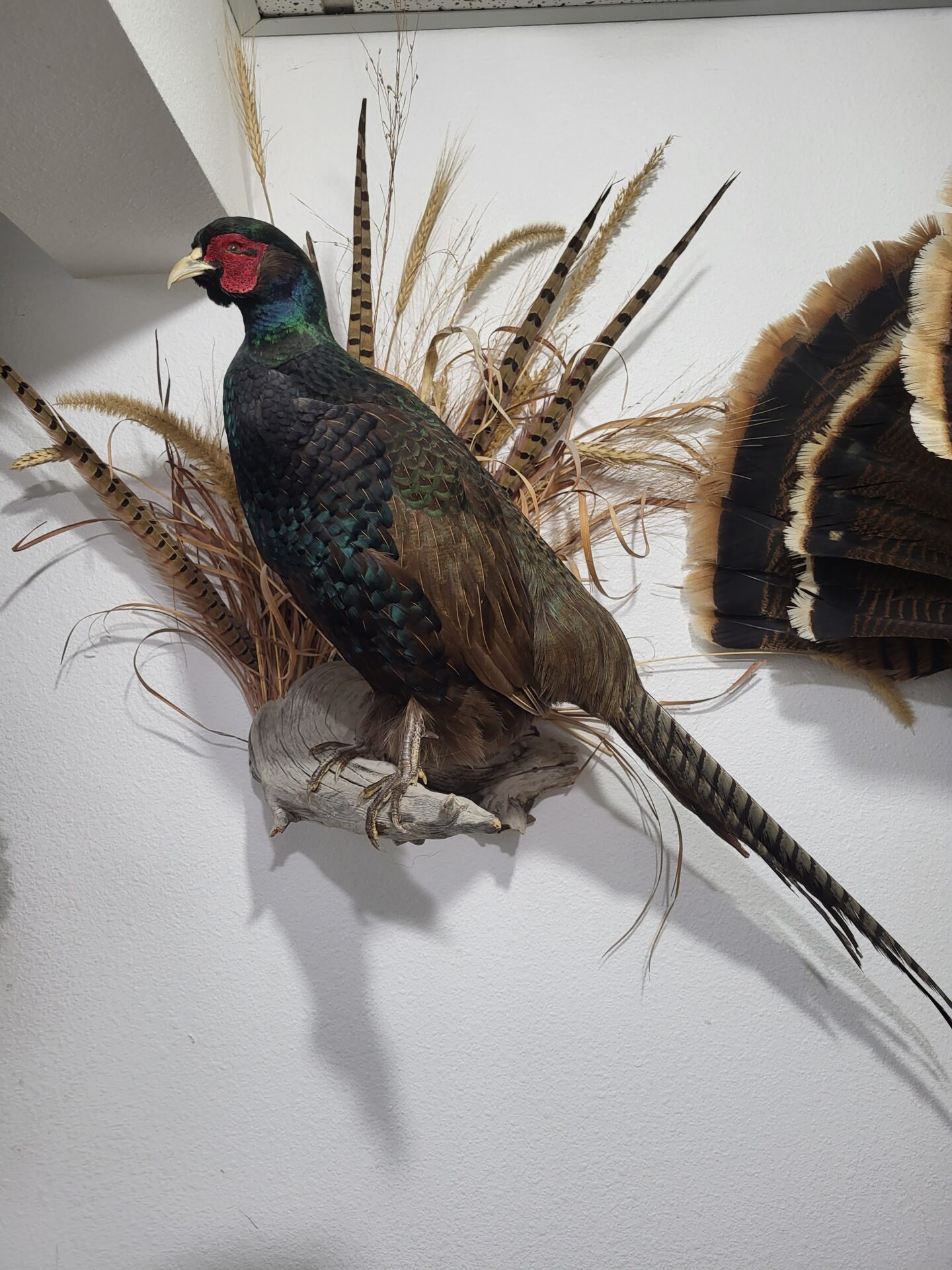 Beautifully bird taxidermy available in the gallery