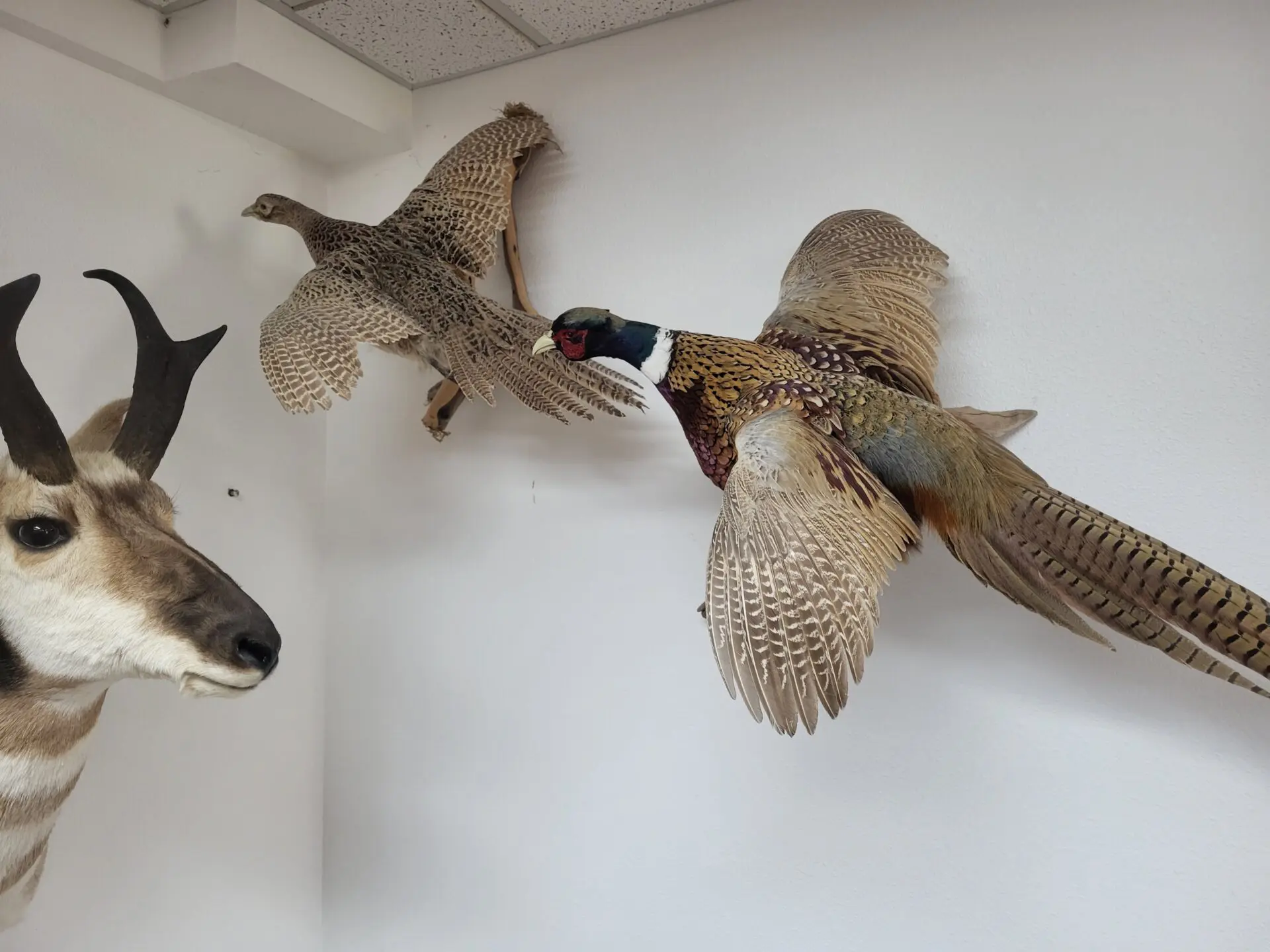 Range of Bird taxidermy is available for sale