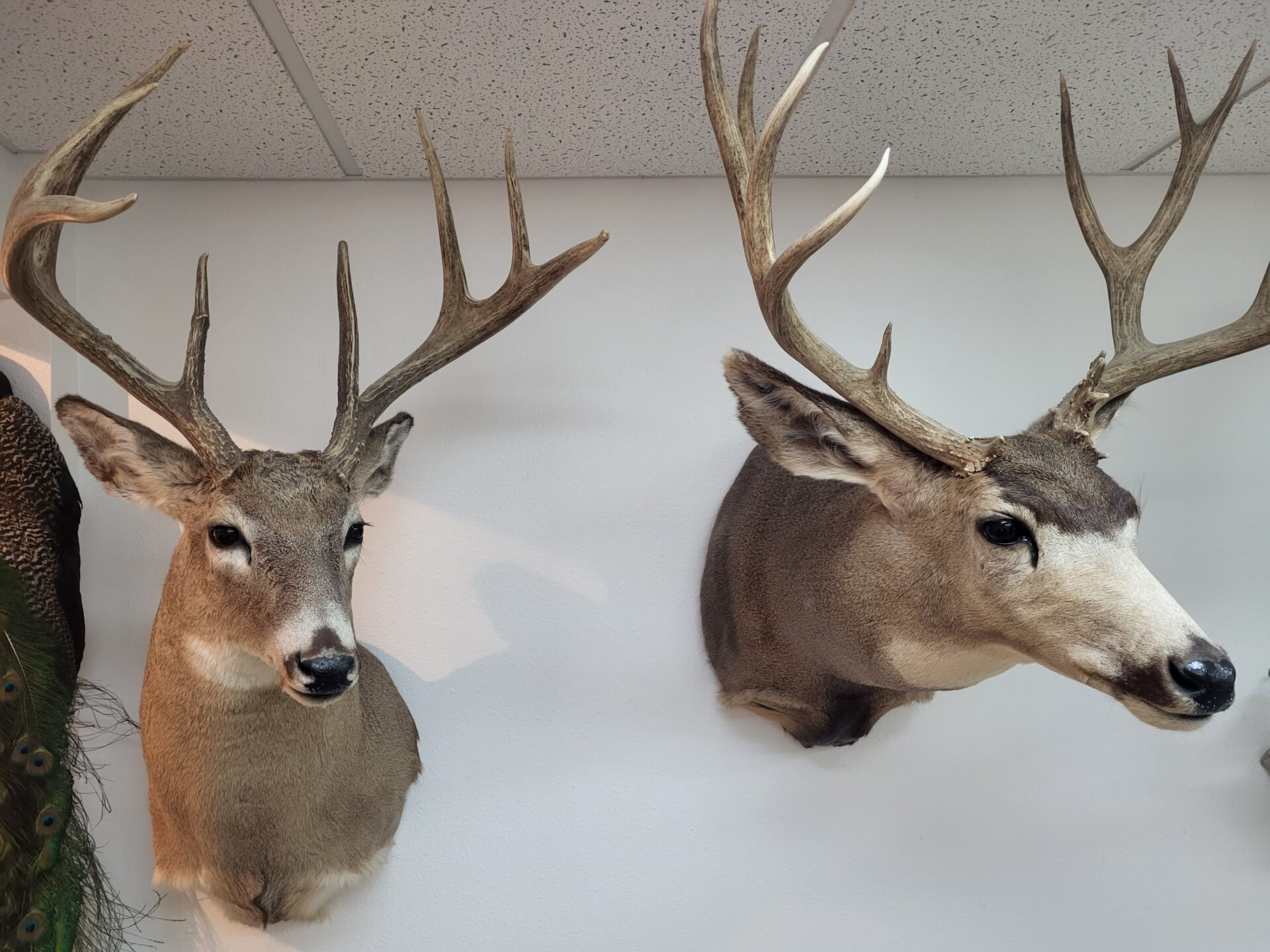 Wall contains a number of deer taxidermy for sale