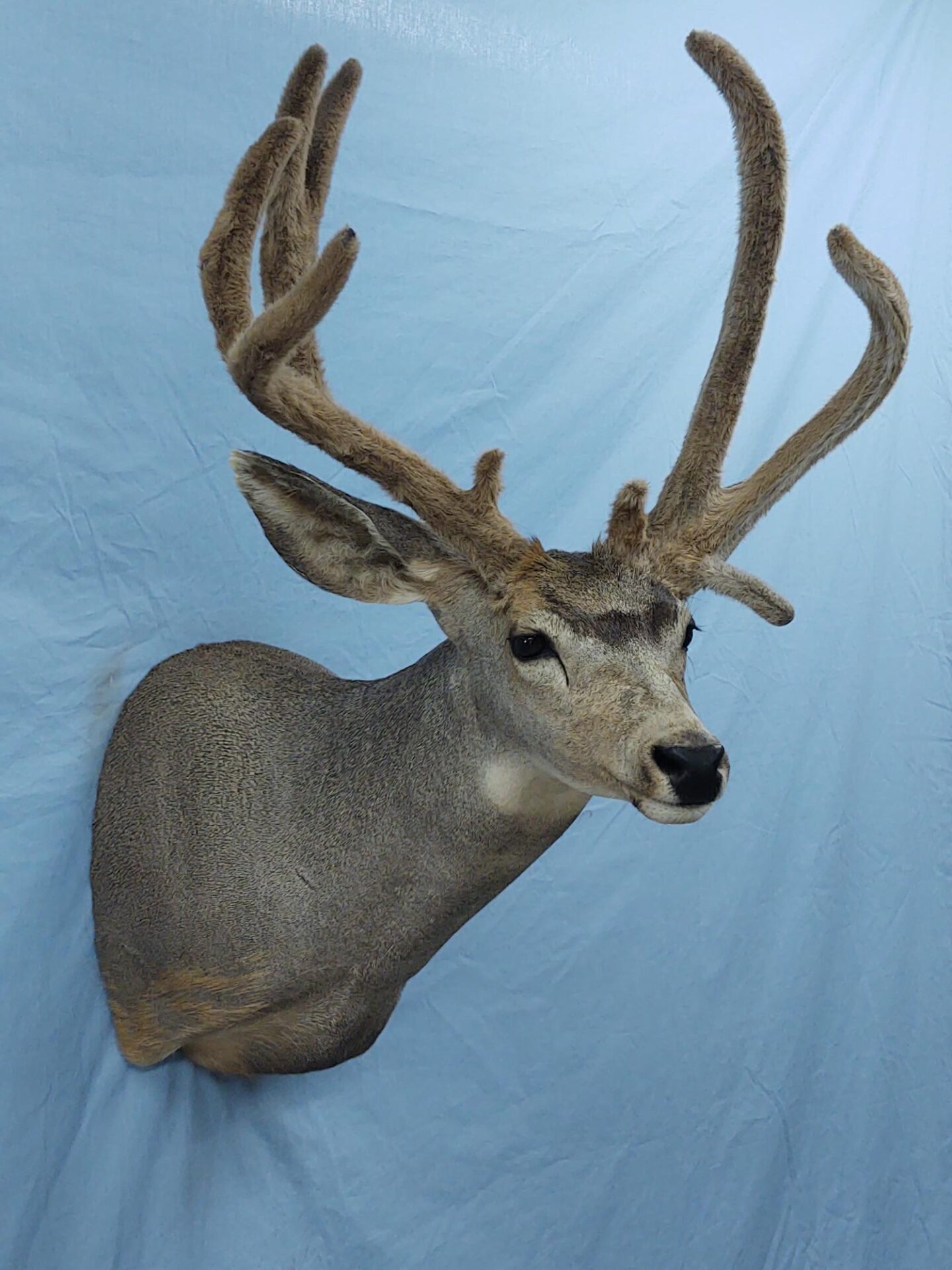 Front side profile of grey deer taxidermy available for sale