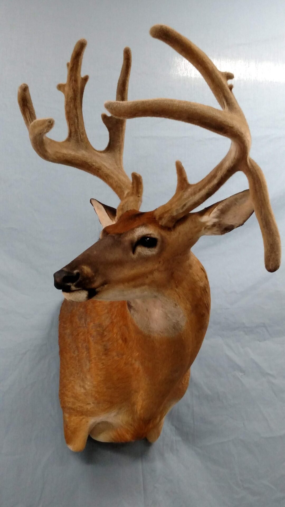Close shot of brown deer taxidermy available for sale